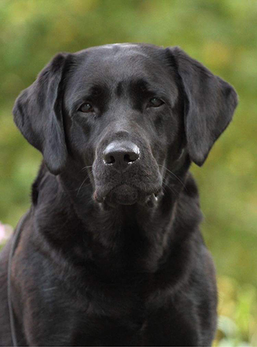 Labrador Zoe från Guldblommans kennel och hunduppfödning